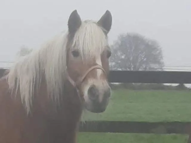 Lys pony ved hegnet på Ditlevshøj Ridecenter