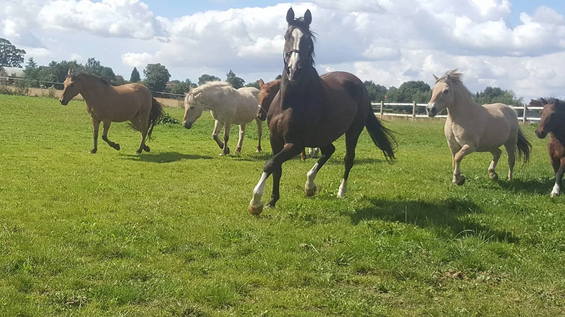 Heste på fold hos Ditlevshøj Ridecenter i Ringsted